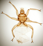 827603 Trichobius bilobus, female, holotype, habitus, dorsal view