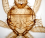 827603 Trichobius bilobus, female, holotype, thorax, dorsal view