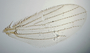 825091 Trichobius ethophallus, male, holotype, wing