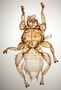 824733 Trichobius flagellatus, holotype, male, habitus, dorsal view