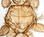 824733 Trichobius flagellatus, holotype, male, thorax, dorsal view
