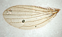 824733 Trichobius flagellatus, holotype, male, wing