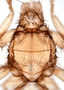 828511 Trichobius hispidus, male, holotype, thorax, dorsal view