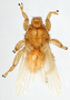368729 Trichobius longipes, male, habitus, dorsal view