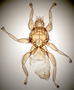 827708 Trichobius parasparsus, holotype, male, habitus, dorsal view