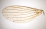 822929 Trichobius tuttlei, holotype, male, wing