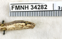 FMNH 34282