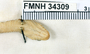 FMNH 34309