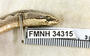 FMNH 34315