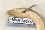 FMNH 34315