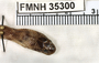 FMNH 35300