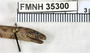 FMNH 35300