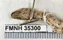 FMNH 35300