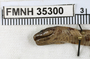 FMNH 35300