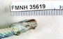 FMNH 35619