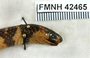 FMNH 42465