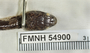 FMNH 54900