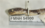 FMNH 54900