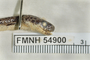 FMNH 54900