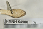 FMNH 54900