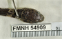 FMNH 54909