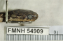 FMNH 54909