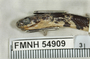 FMNH 54909