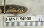 FMNH 54909