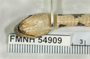 FMNH 54909