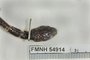 FMNH 54914