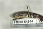 FMNH 54914