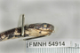 FMNH 54914