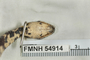 FMNH 54914