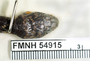 FMNH 54915