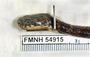 FMNH 54915