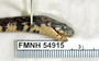 FMNH 54915