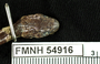 FMNH 54916