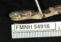 FMNH 54916