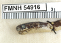 FMNH 54916