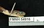 FMNH 54916