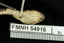 FMNH 54916