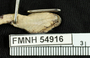 FMNH 54916