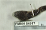 FMNH 54917