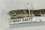 FMNH 54917