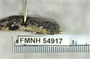 FMNH 54917