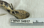 FMNH 54917