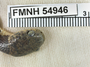 FMNH 54946