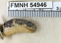 FMNH 54946