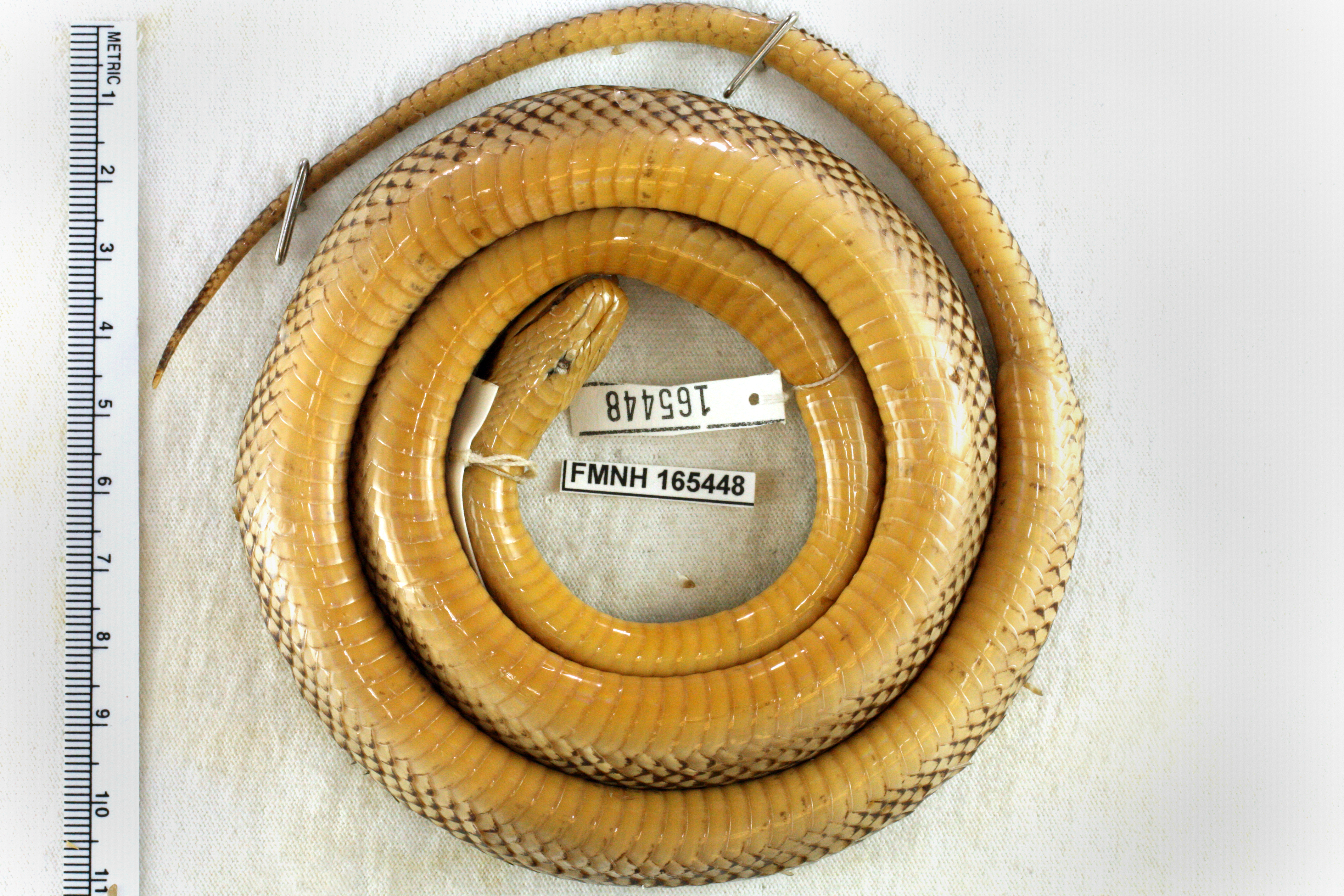 Media Zoological Collections