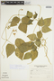 Phaseolus vulgaris L., ARGENTINA, A. Schinini 22380, F